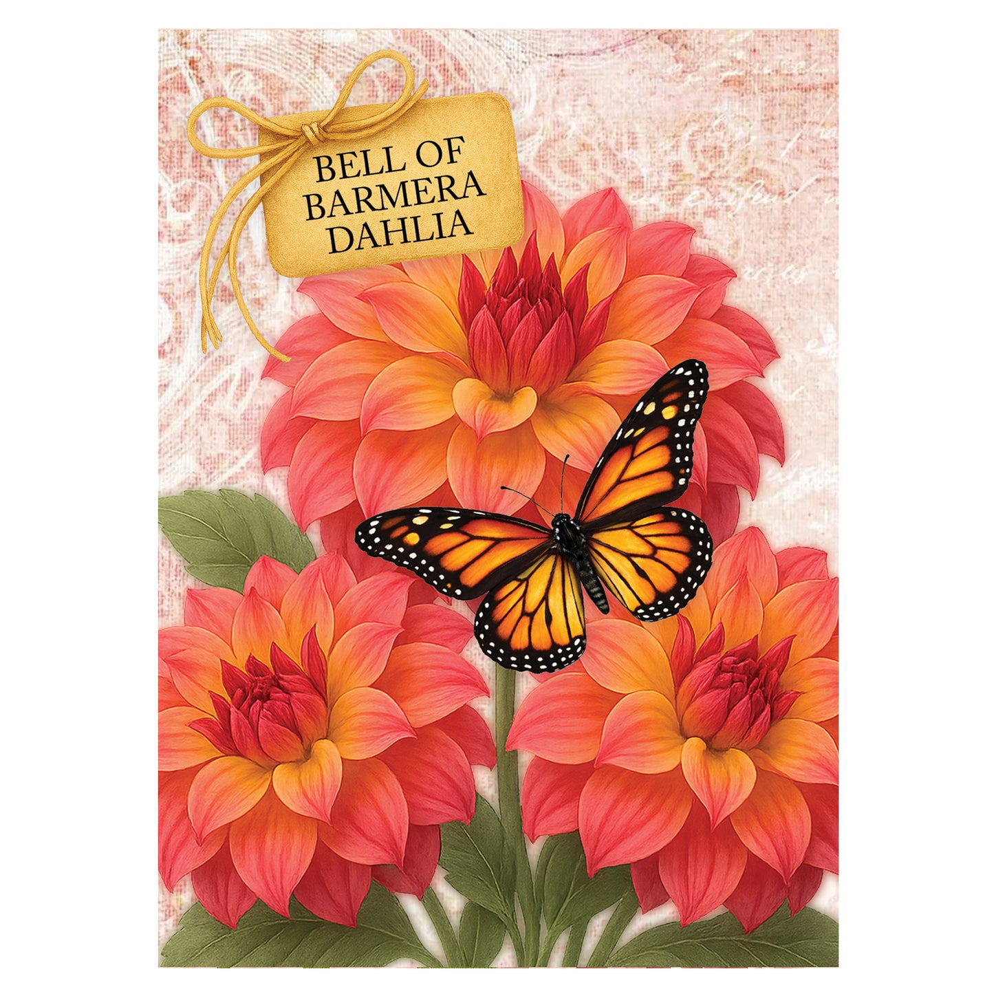 Bell of Barmera Dahlia