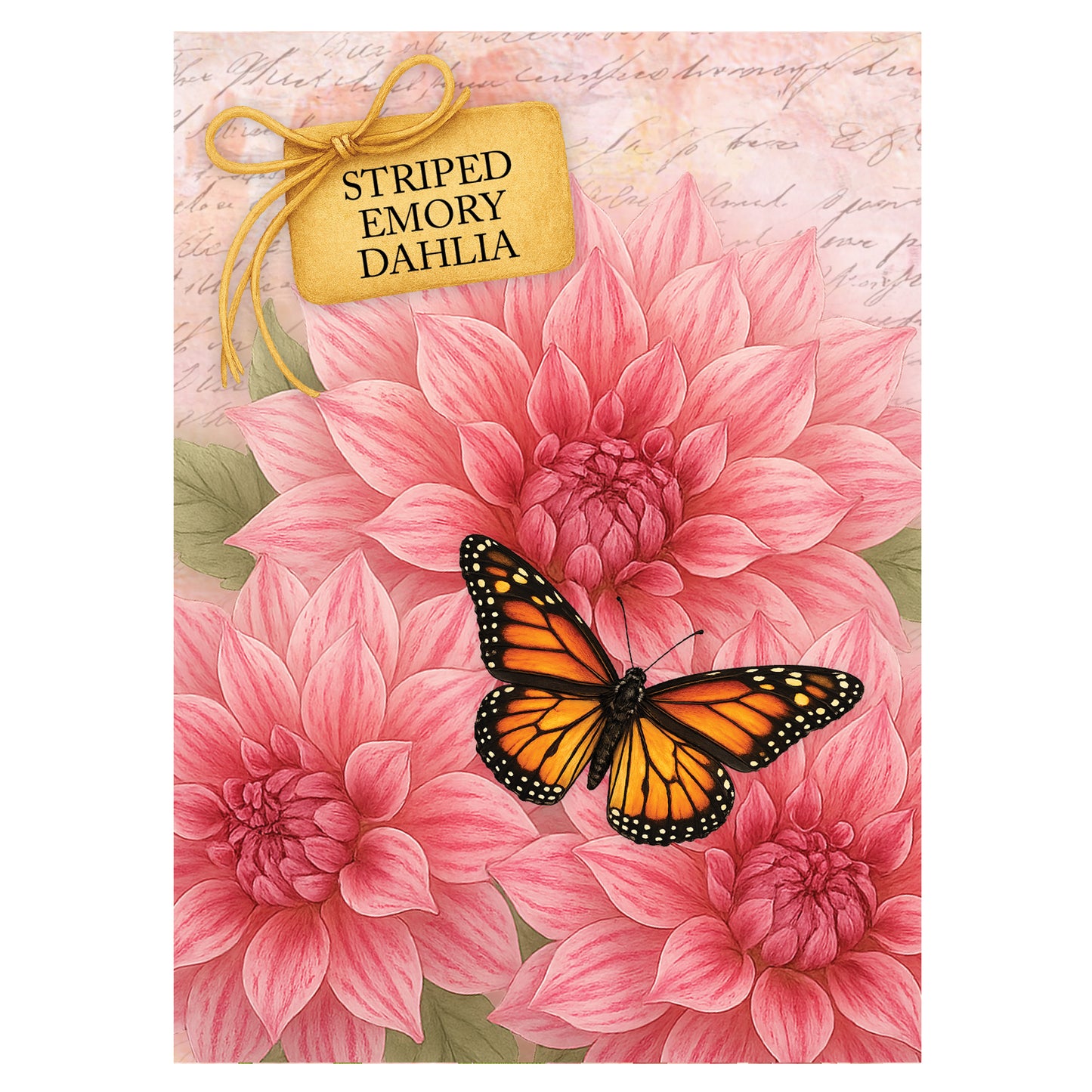 Striped Emory Dahlia