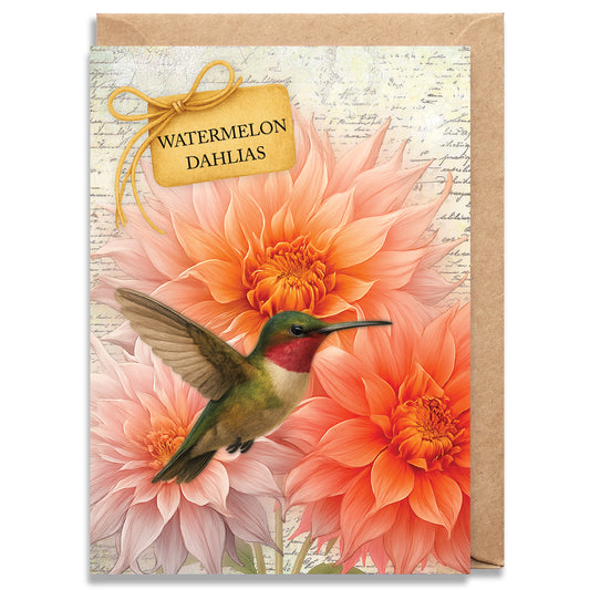 Watermelon Dahlias