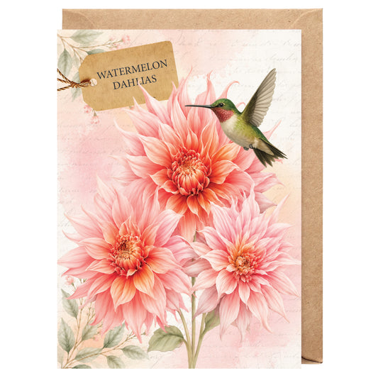 Watermelon Dahlias