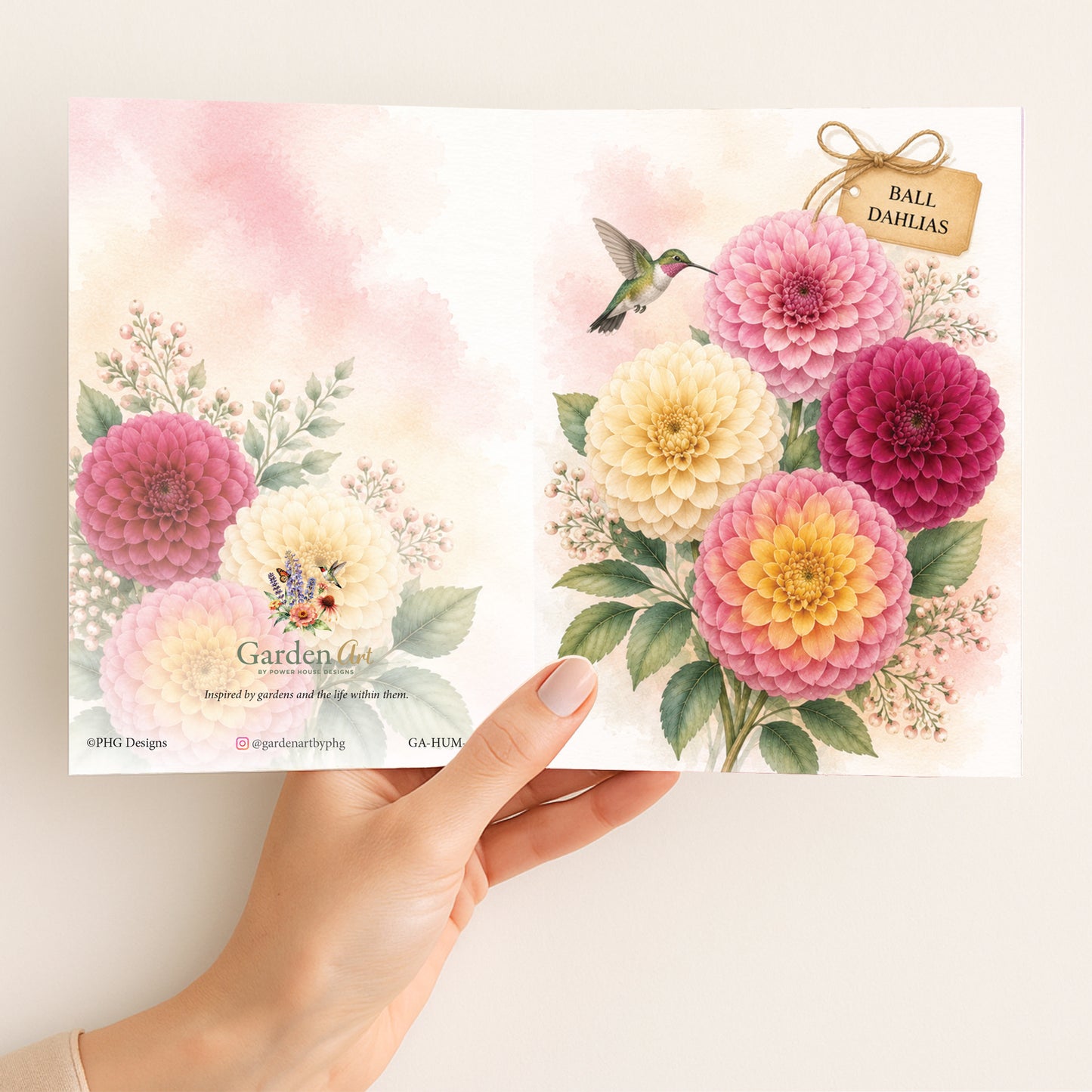 Ball Dahlias