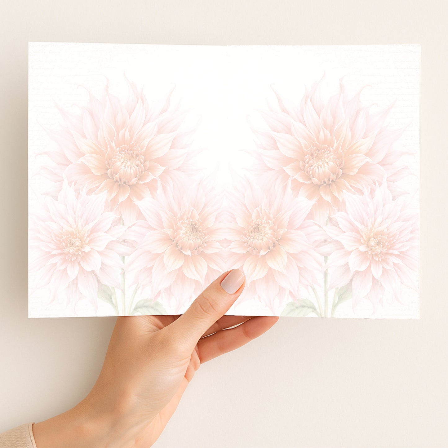Watermelon Dahlias