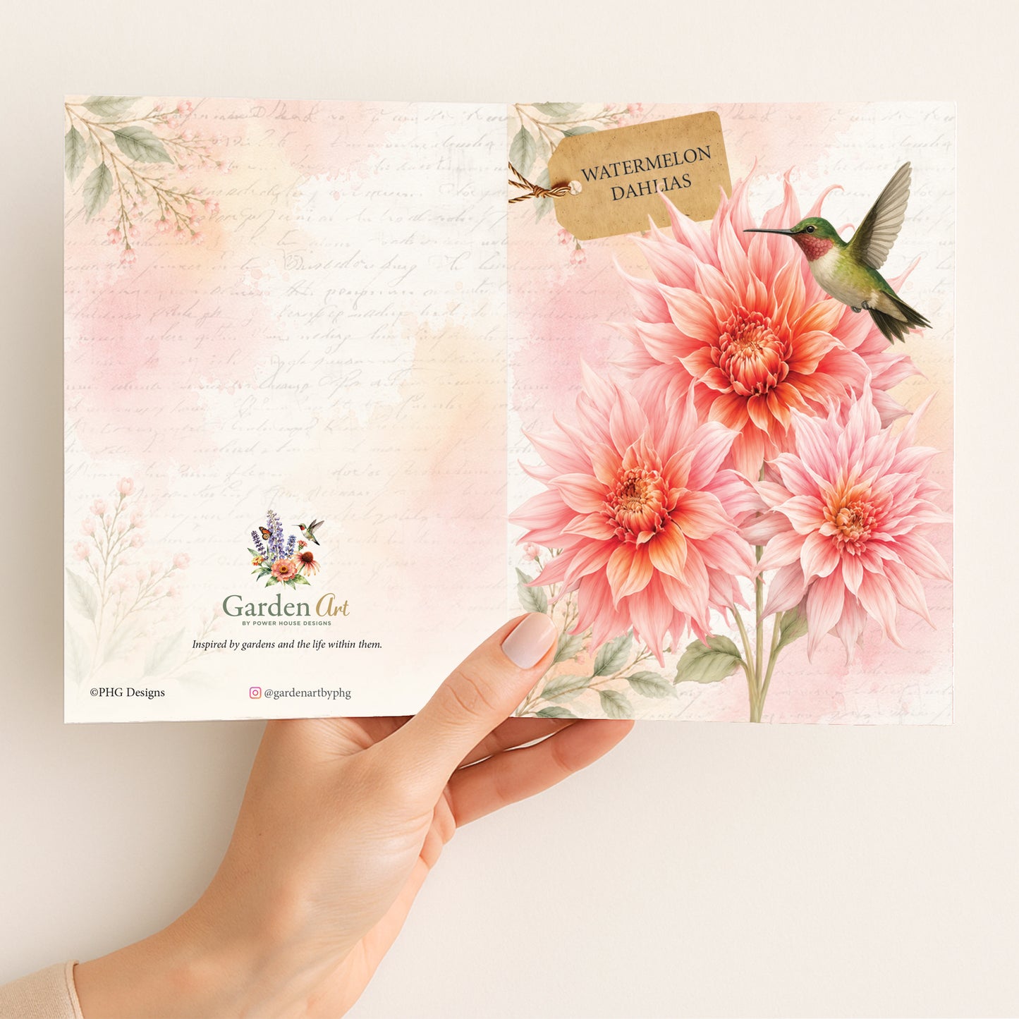 Watermelon Dahlias