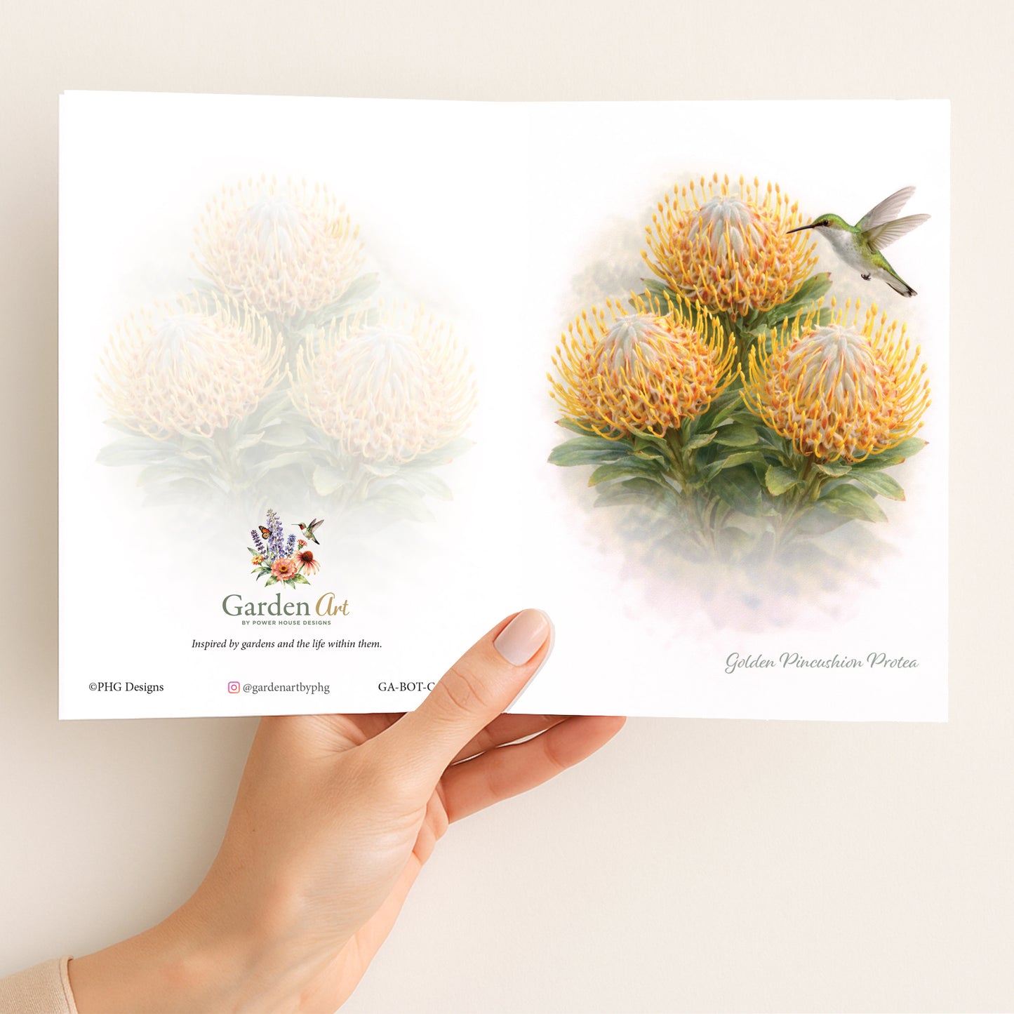 Golden Pincushion Protea Trio