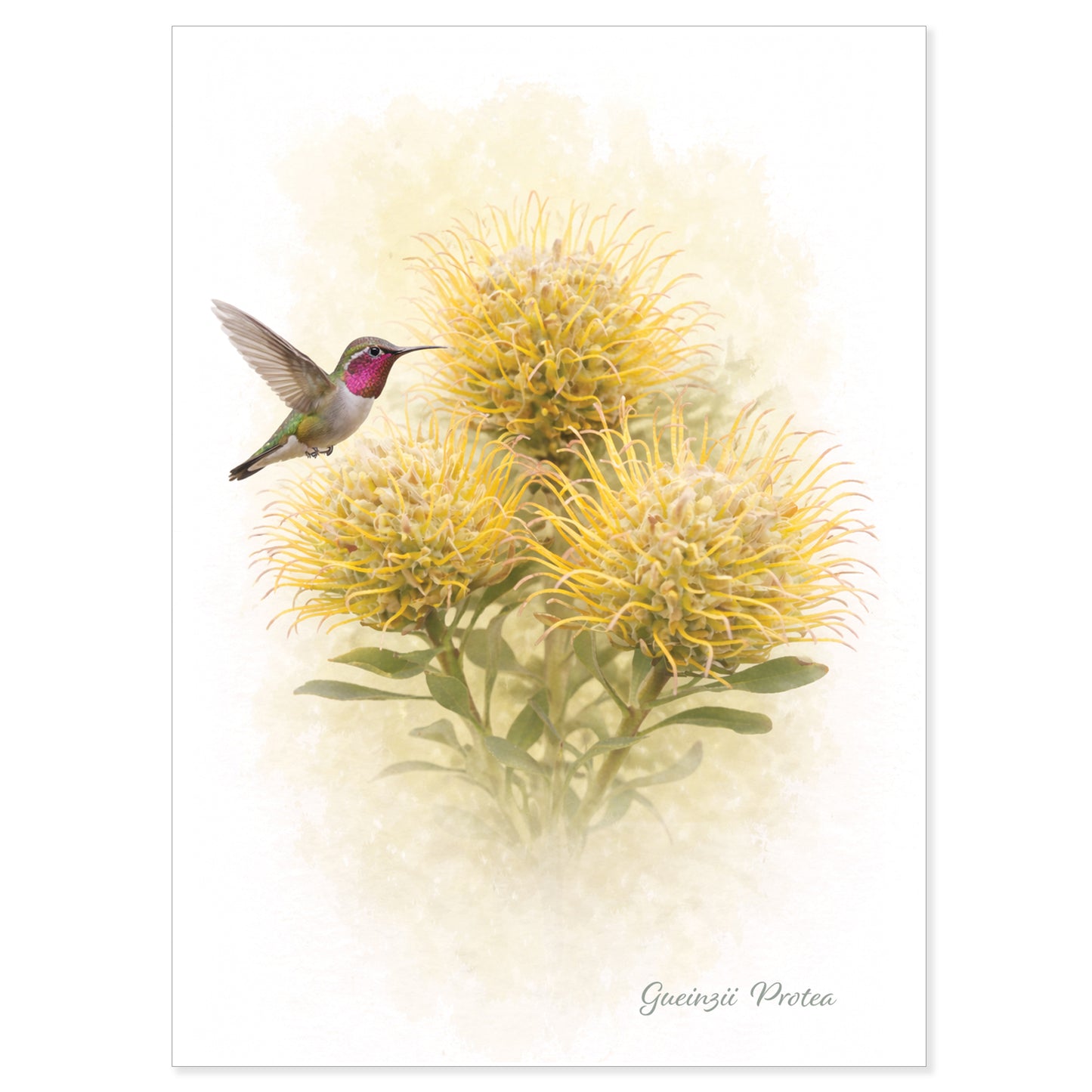Gueinzii  Protea Greeting Card