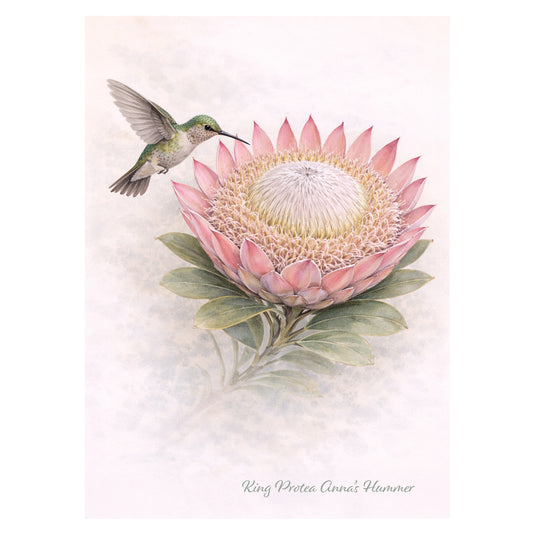King Protea Annas Hummer Greeting Card