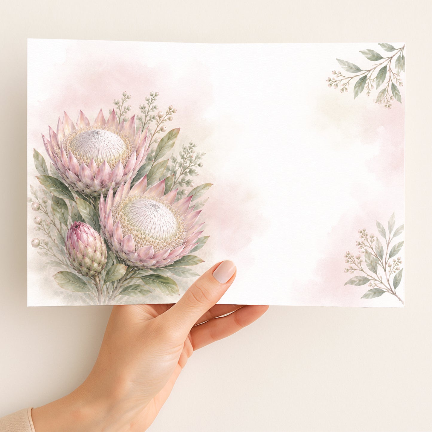 King Protea Annas Hummer