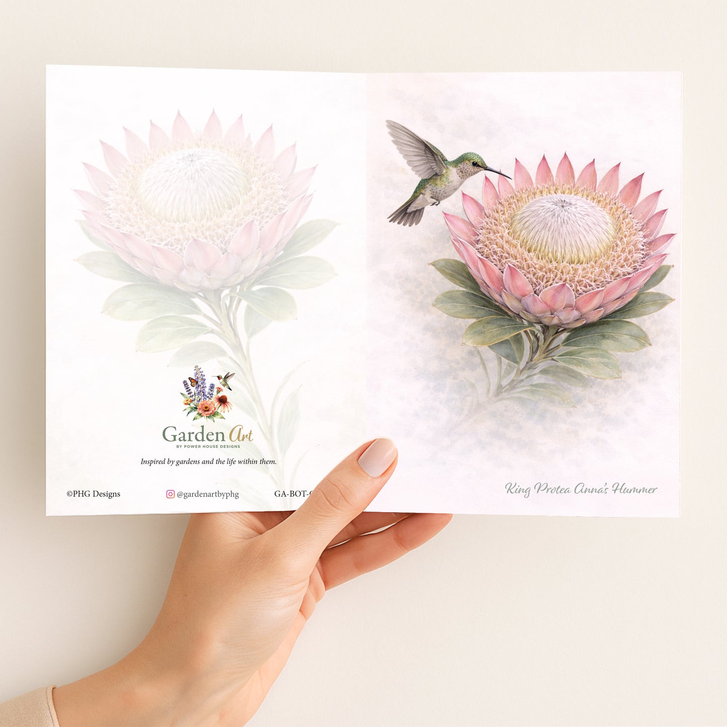 King Protea Annas Hummer