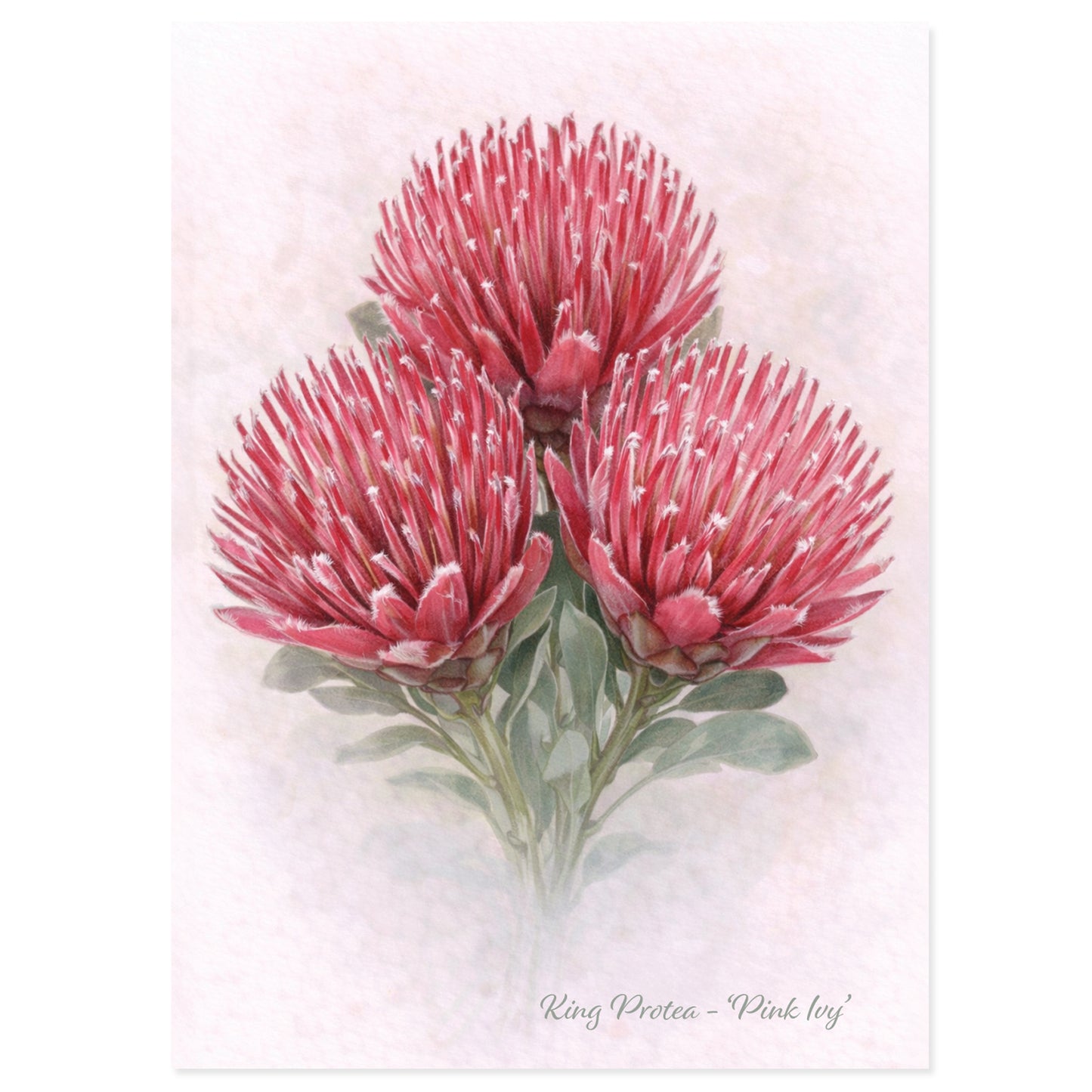 Pink Ivy Protea Greeting Card
