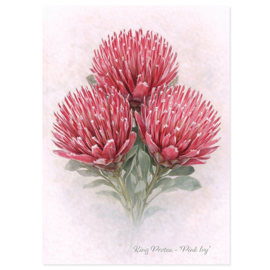 Pink Ivy Protea Greeting Card