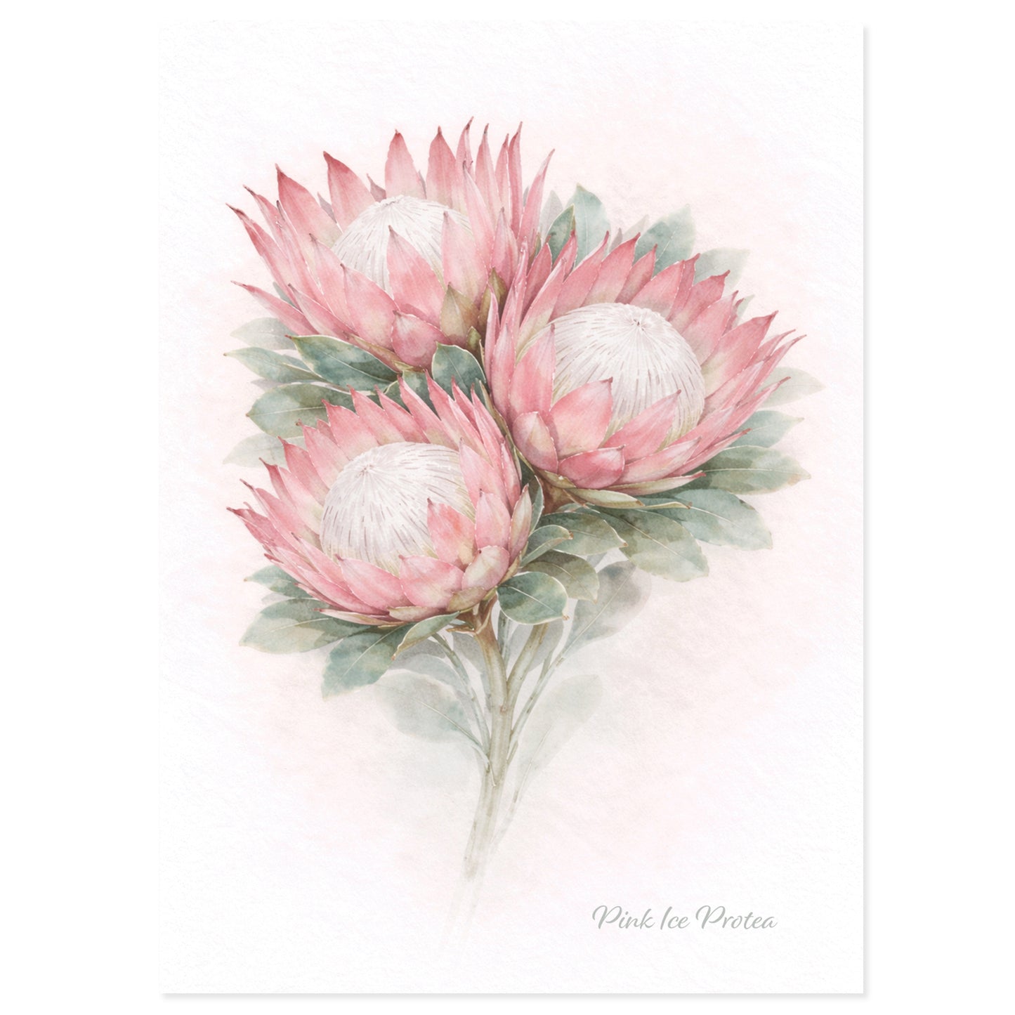 Pink Ice Protea Greeting Card