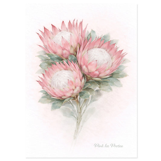 Pink Ice Protea Greeting Card