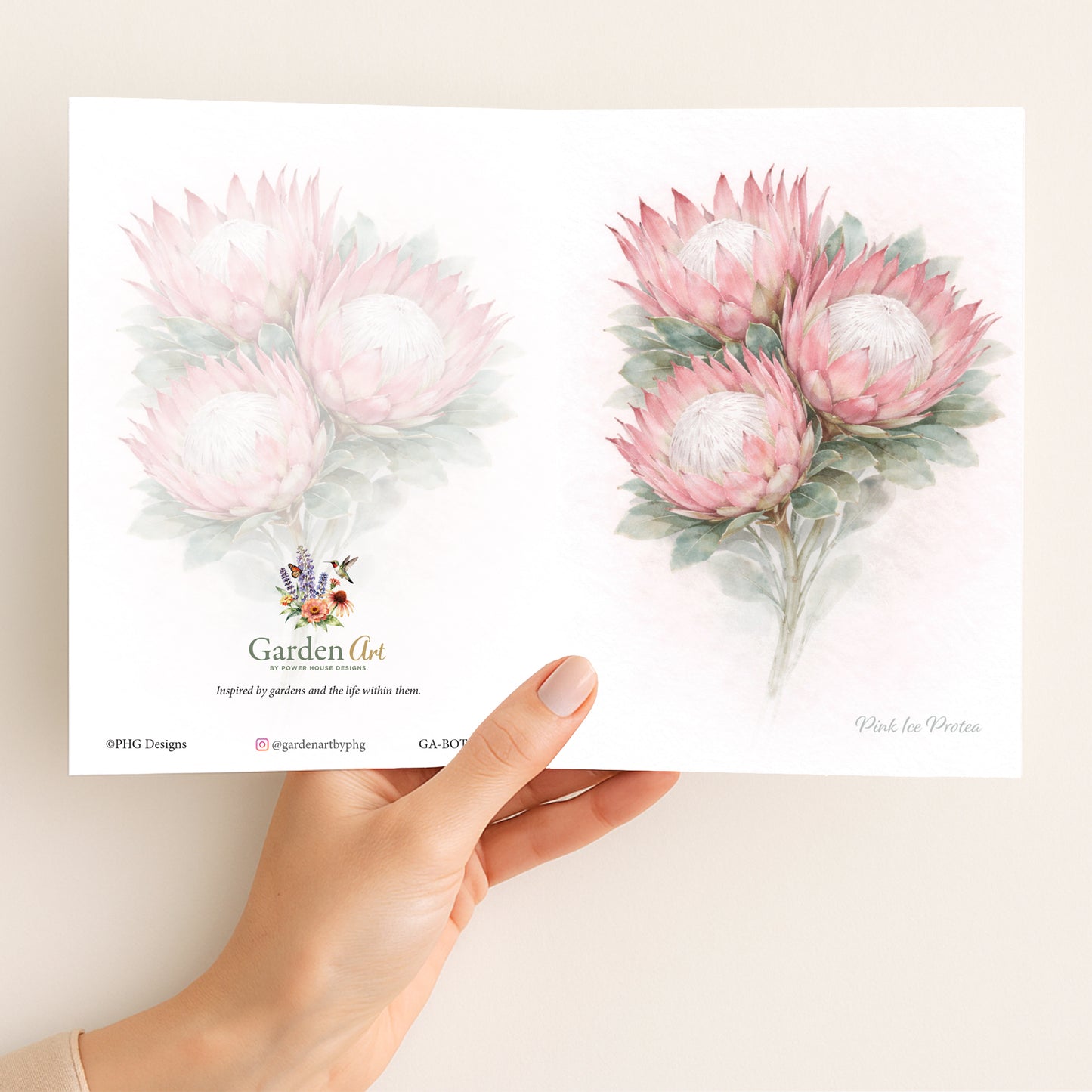 Pink Ice Protea