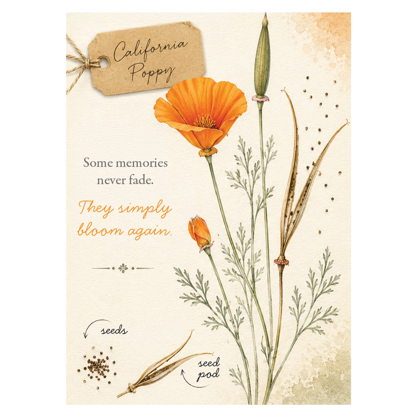 California Poppy