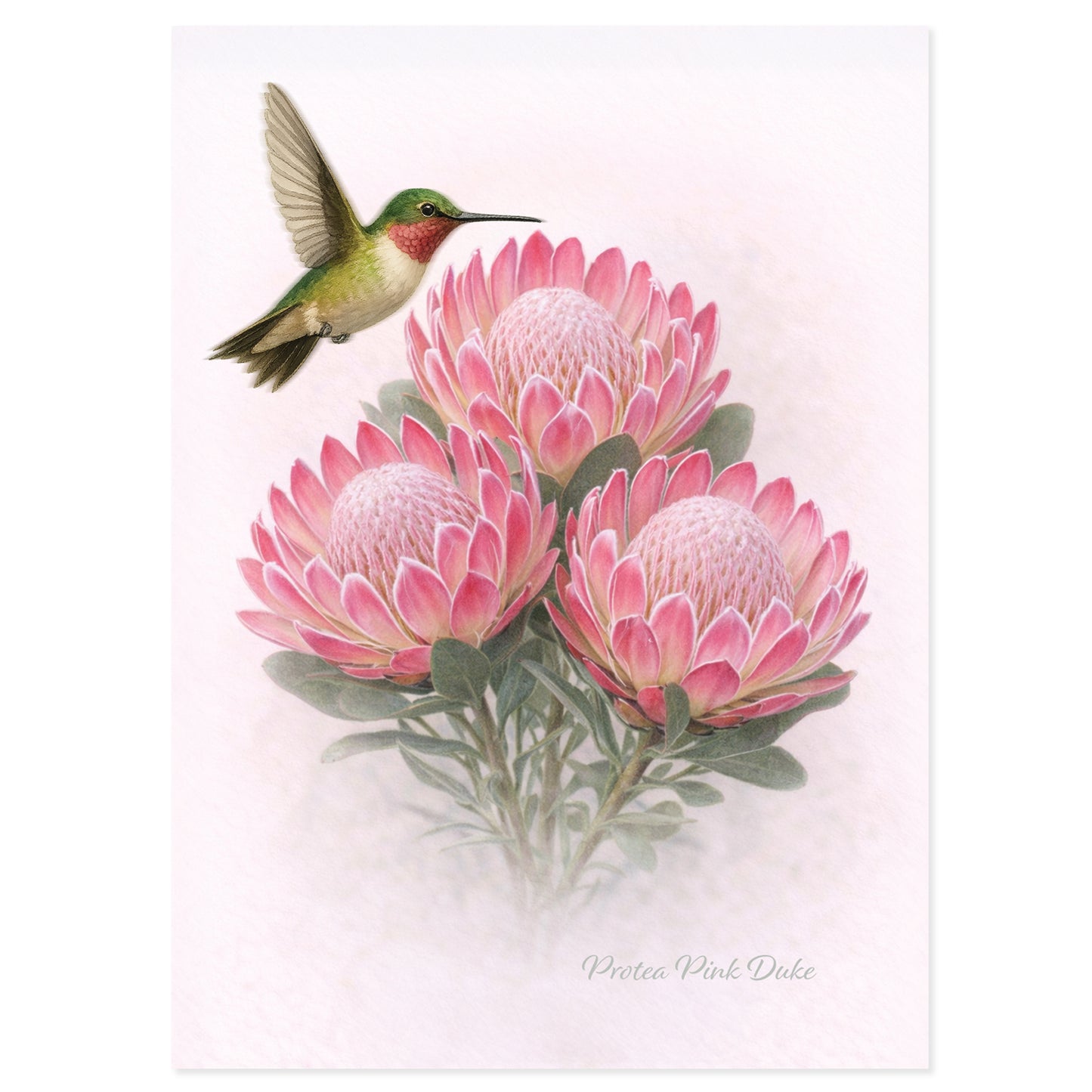 Pink Duke Protea Greeting Card