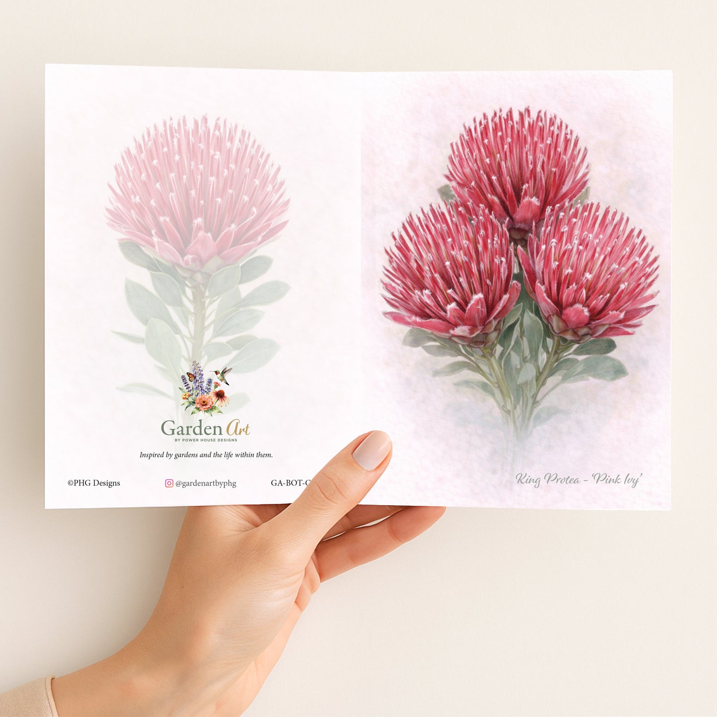 Pink Duke Protea