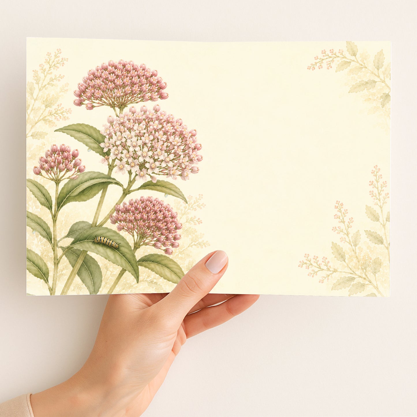 Swamp Milkweed