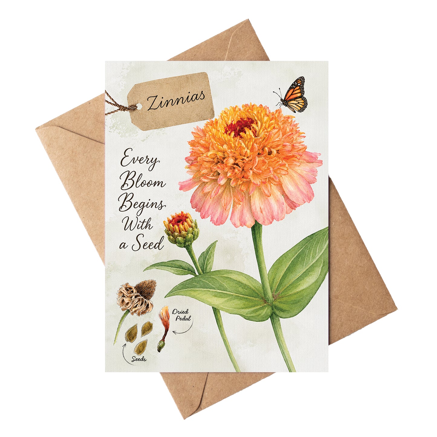 Zinnias
