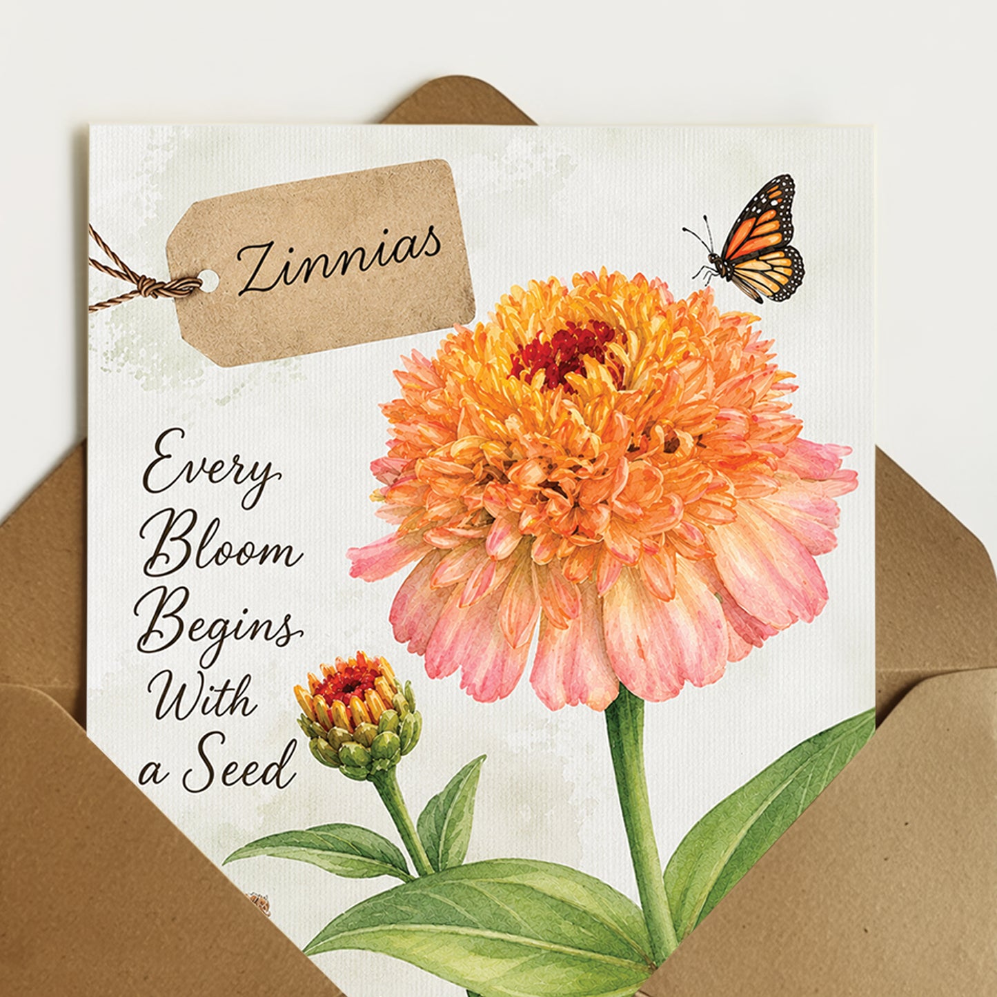 Zinnias