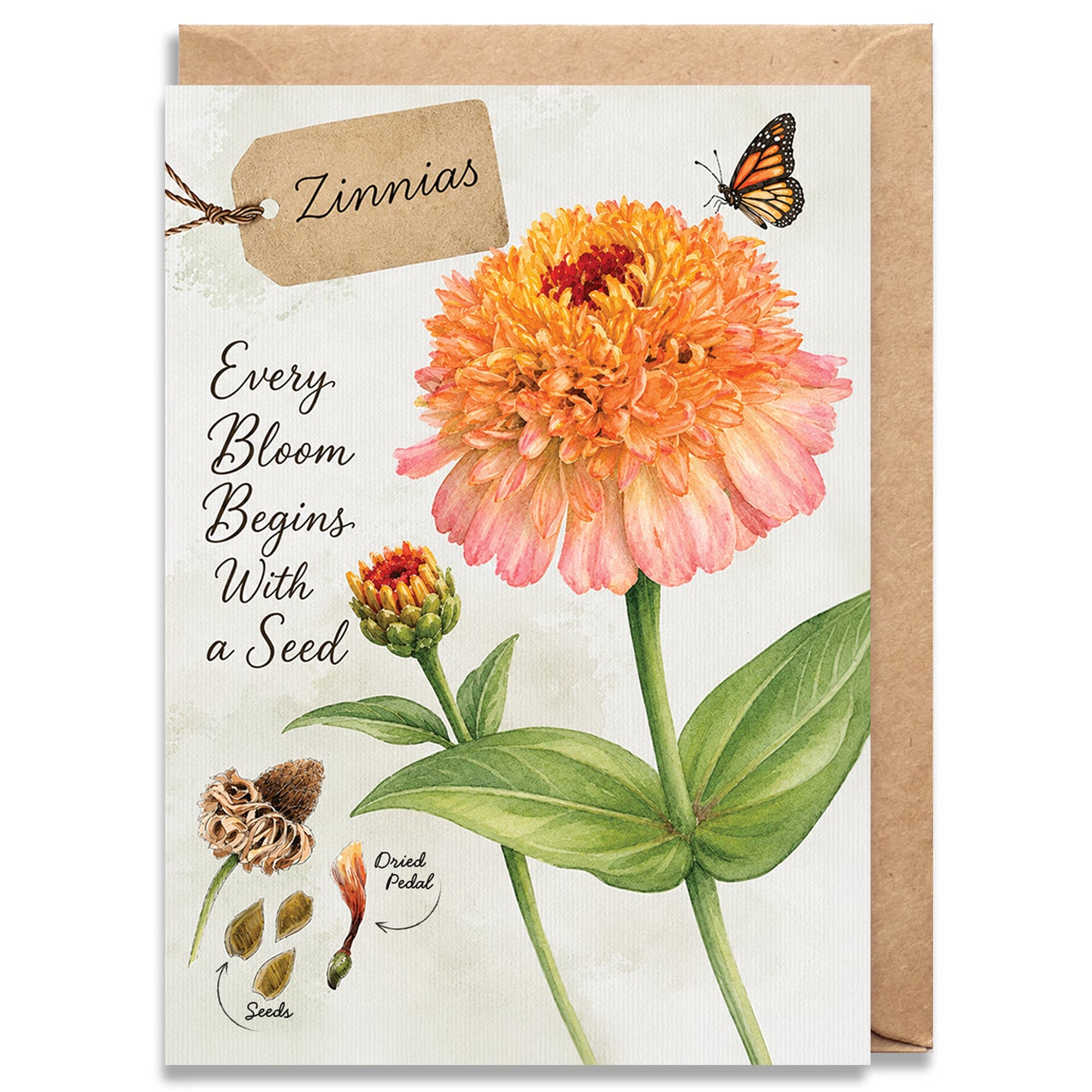 Zinnias