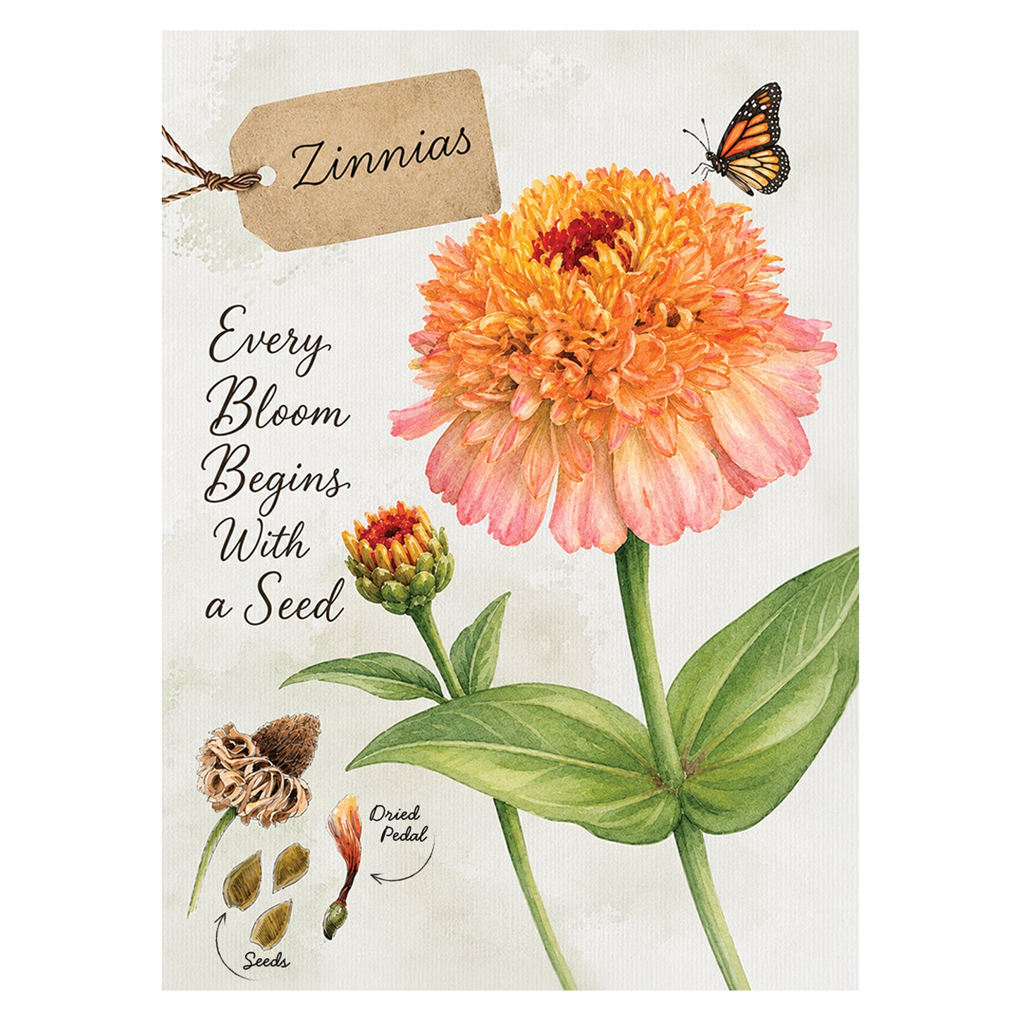 Zinnias