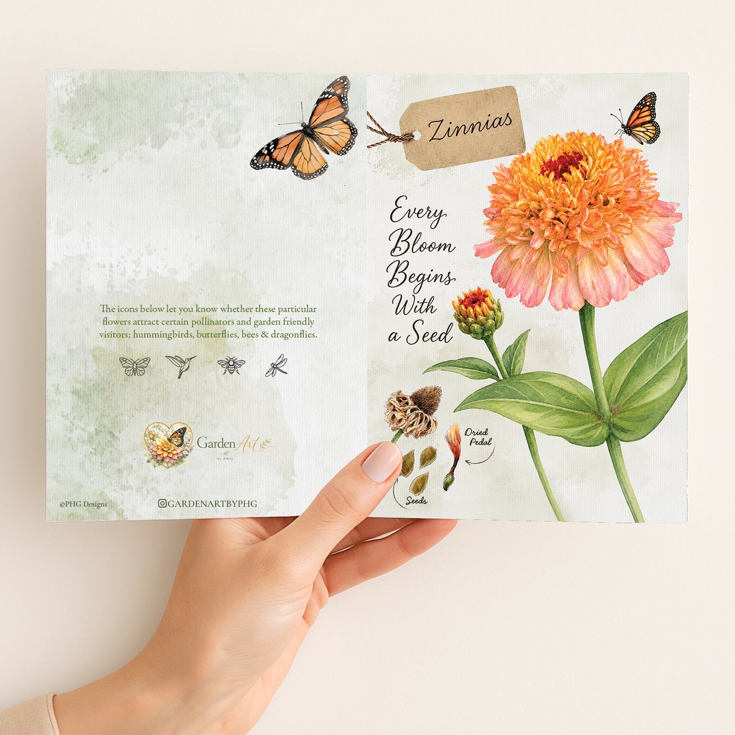 Zinnias
