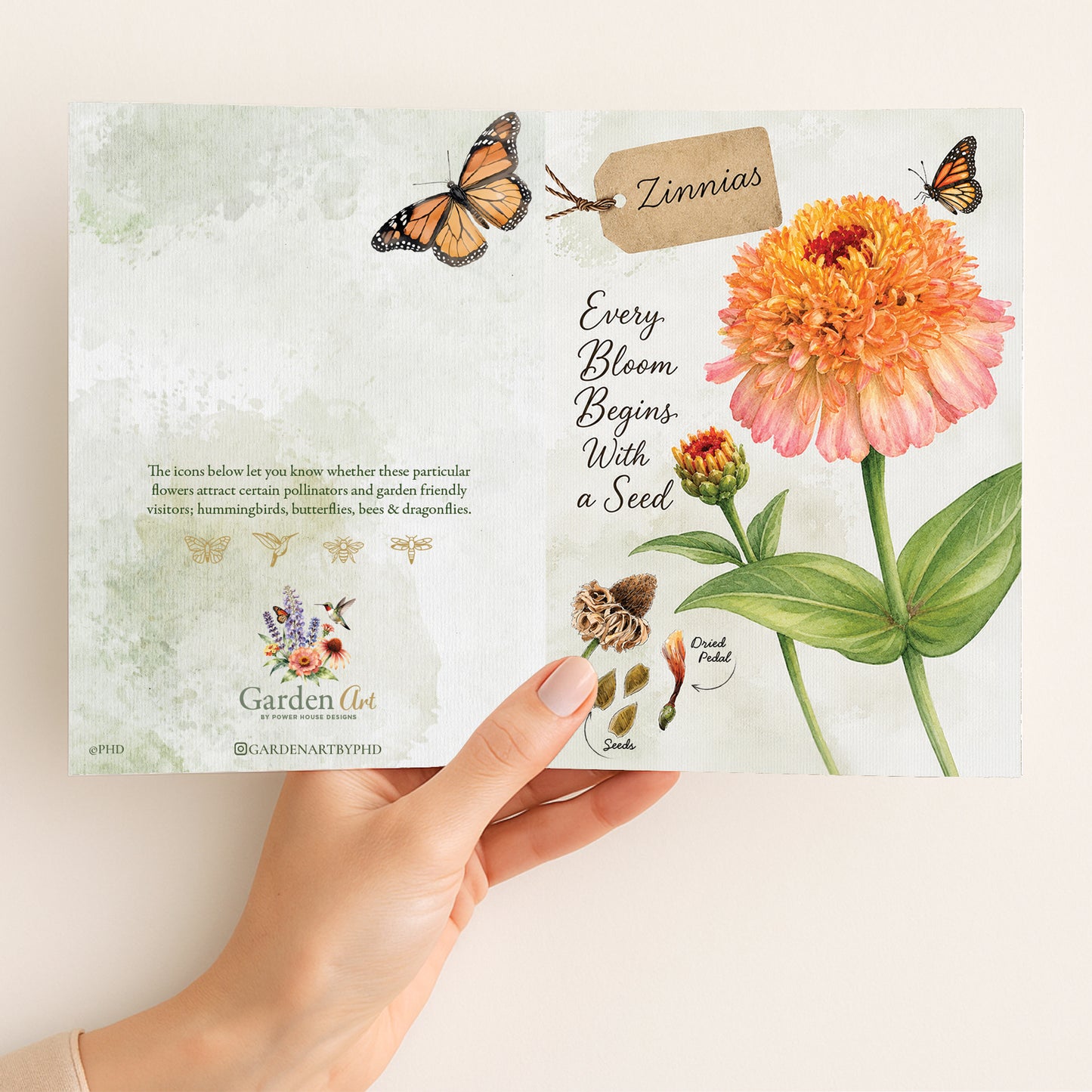 Zinnias